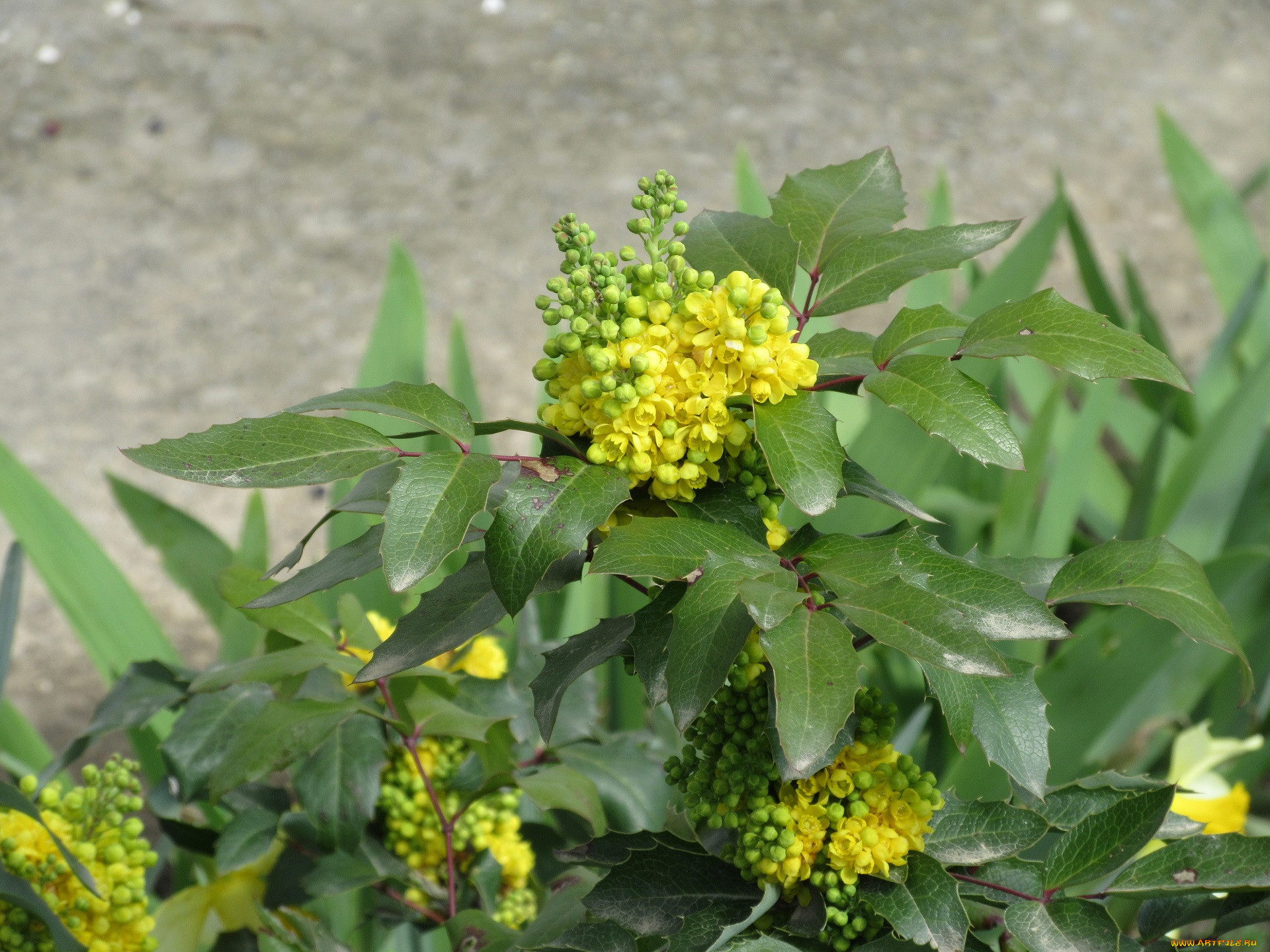 Цветет желтыми цветами ранней весной название